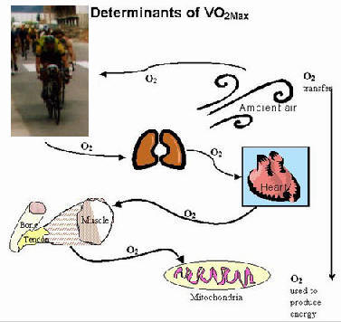 vo2max5.jpg vo2max5