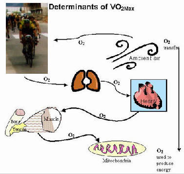 vo2max5